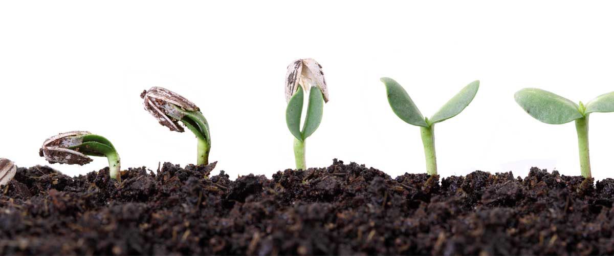 A growing plant which represents esg investing explained