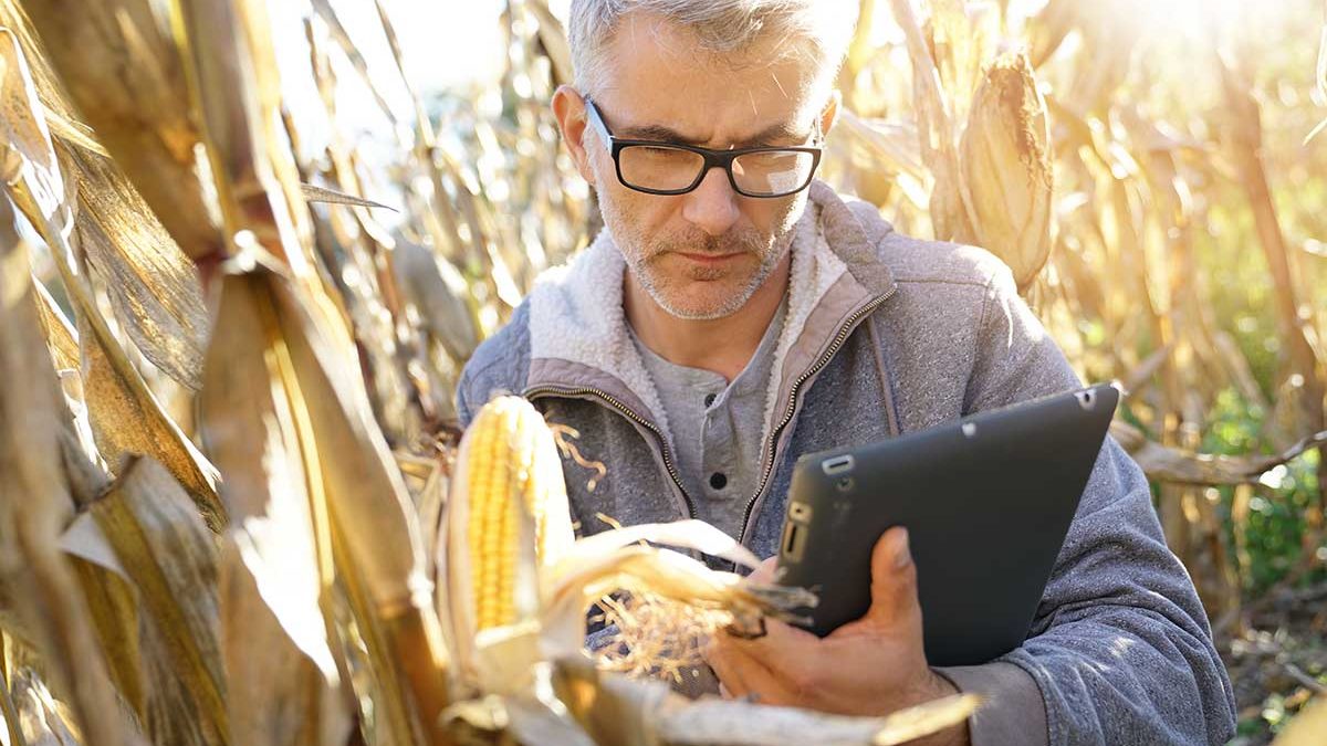farmer in corn field at harvest