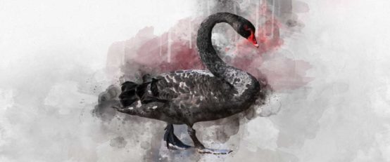BLG 028 PWM Black Swans THL