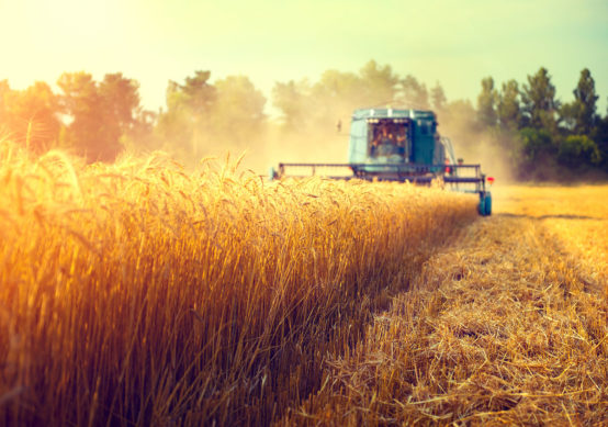 grain harvest agribusiness