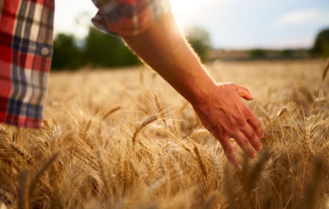 bigstock Farmer Touching Ripe Wheat Ear 380641294 1